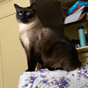 tastefuliguess avatar