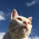 tastelesscolors avatar