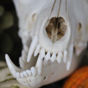 tattoosandtealeaves avatar