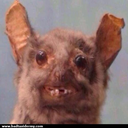 taxidermy-bat avatar