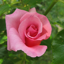 taylorsgreenthumbprint avatar