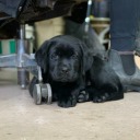 teacup-labrador avatar