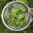 teainvermont-blog avatar