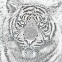 teasing-a-tiger avatar