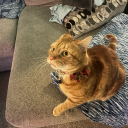 technicallybeardedllama avatar