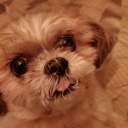 teddy-bear-attack avatar