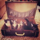 teddybearwoes avatar