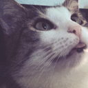 teh-human-bulwark avatar