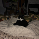 tehlittletoaster avatar