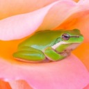 tellmeaboutthedreamwhere avatar