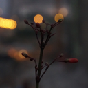 tenacious-scripturient avatar