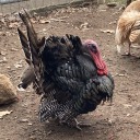 tenarcansteponme avatar