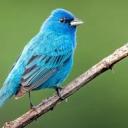 tennisobsessed avatar