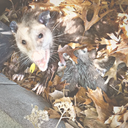 teratologique avatar