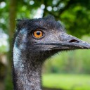 terrific-emus avatar