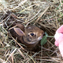 textile-fibers avatar