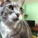 thankyouquiet avatar