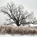 thartfuldodgr avatar