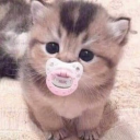 that-dumb-anml avatar