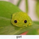 that-one-potato-blep avatar