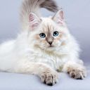 that-slytherin-gal avatar