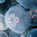 that0nejellyfsh avatar