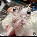 thatasspooryorick avatar