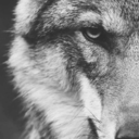 thatblueeyedwolf avatar