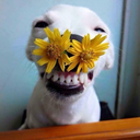 thatelizagirl avatar