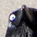 thatlonelycactus avatar