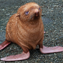 thatlonelygingerguy avatar