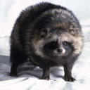 thatonefanficnerd avatar