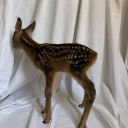 thatonelotusflower avatar