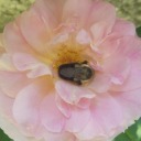 thatplantfemme avatar