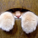 thatspurrfect avatar