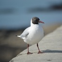 the-animal-tern avatar
