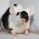 the-average-pony avatar