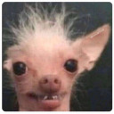 the-awkwardbrownie avatar