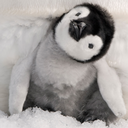 the-baby-penguins avatar