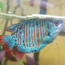 the-blue-betta avatar