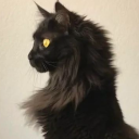 the-cat-demon avatar