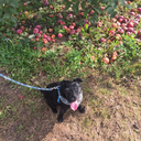 the-chickens-condemn-me avatar