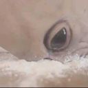 the-color-of-panic avatar