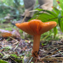 the-cringe-reaper avatar