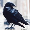 the-crow-princess avatar