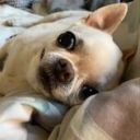 the-everqueen avatar