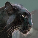 the-forest-cat avatar