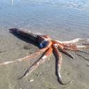 the-great-kraken avatar