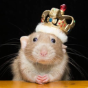 the-great-rat avatar