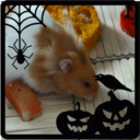 the-halloween-hamster avatar